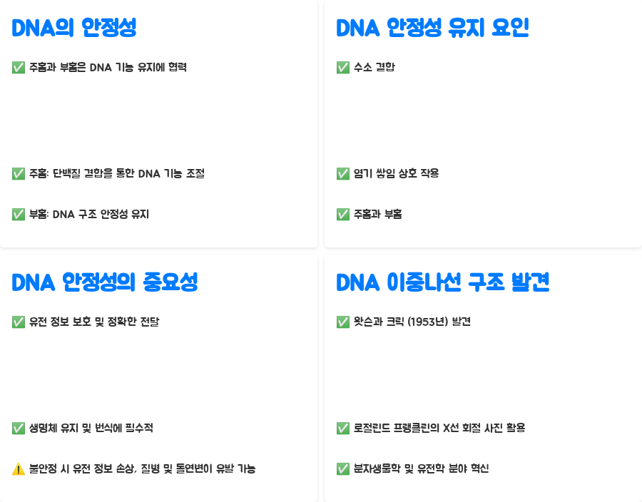 DNA 이중나선 구조, 왜 이렇게 안정적일까요? 분자생물학의 놀라운 비밀! - DNA 이중나선 구조의 안정성: 주홈과 부홈의 역할 - 주홈과 부홈의 균형: DNA 기능 유지의 핵심