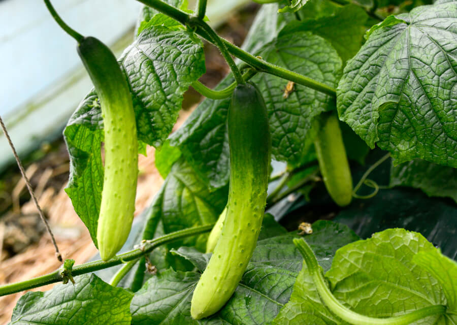 3대여름보양채소-오이