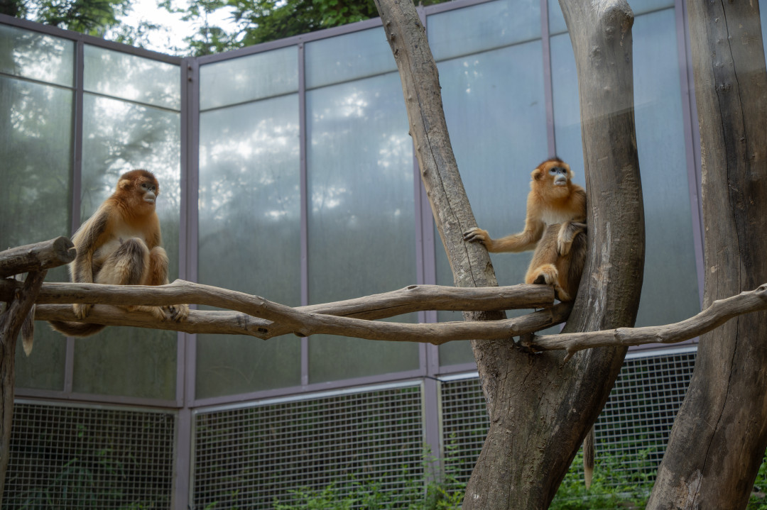 에버랜드 판다월드 황금원숭이
