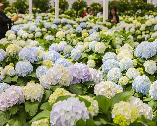 휴애리자연생활공원