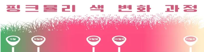 고창 핑크뮬리 축제 개화시기