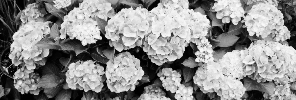 수국 키우는 법, 수국 키우기 방법