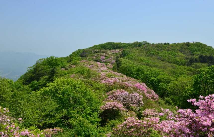 축령산 자연휴양림 철쭉동산