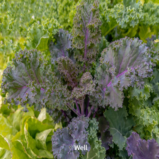 비염에 좋은음식