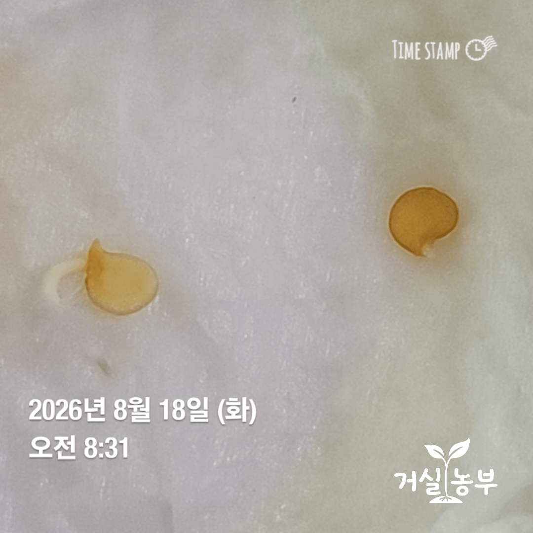 젖은 키친타월에서 하얀 뿌리가 나온 고추 씨앗