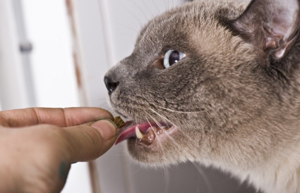 감기약을 먹고 있는 고양이.