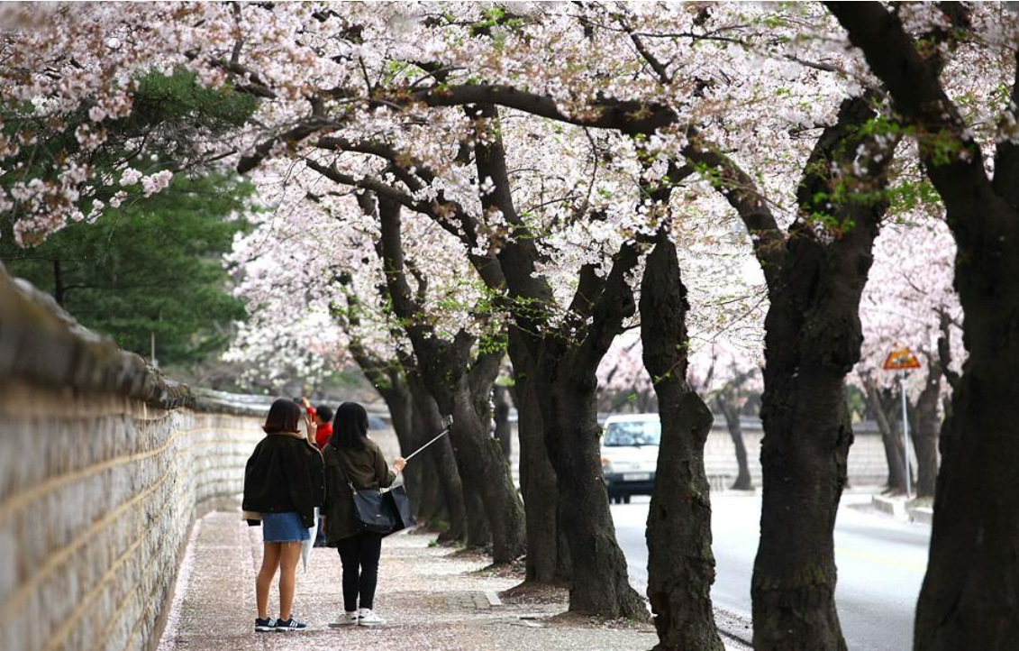 2025 벚꽃 개화시기