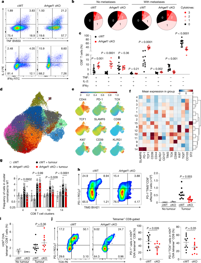 아스피린 항암효과 : ARHGEF1 손실은 향상된 사이토카인 다기능성을 가진 CD8+ T 세포를 촉진 결과