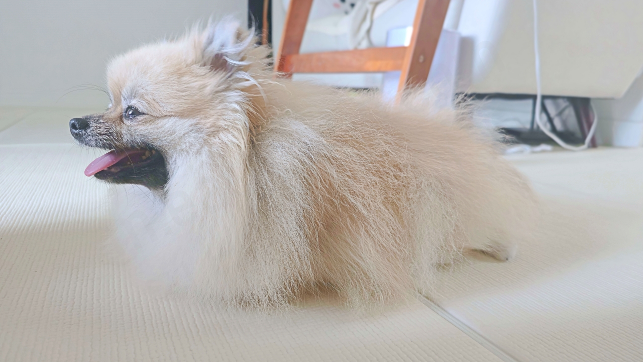 특이하게 엎드린 강아지