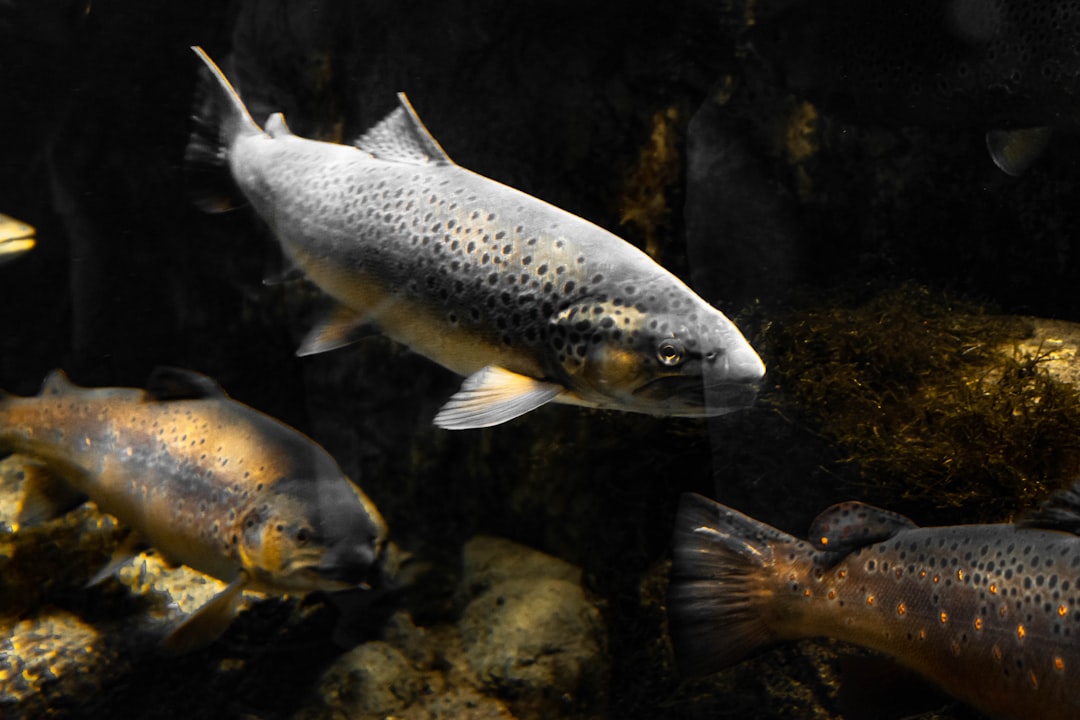 Trout