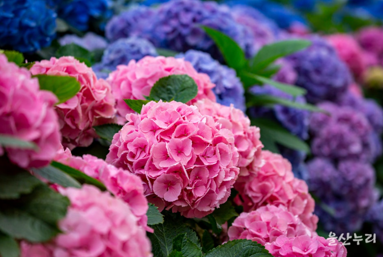 2025 울산 장생포 수국축제 일정·위치·요금 총정리! (6.7~6.29)