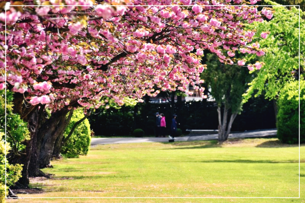 4월의 겹벚꽃 핀 모습