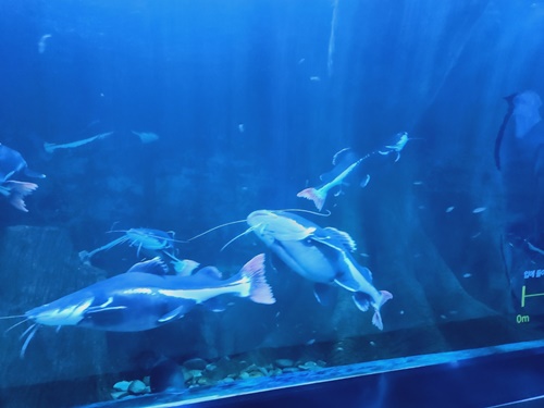 아쿠아플라넷 일산 할인 입장권 저렴한곳 + 다녀온 후기