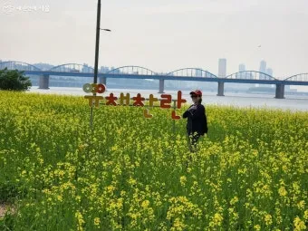 서래섬 유채꽃 축제 2025 서울 봄꽃 명소_9