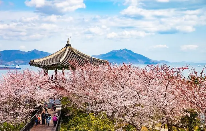 여수 오동도 벚꽃2