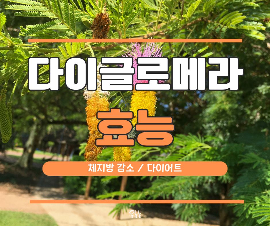 다이글로메라