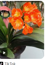 군자란 관리법 알아보기