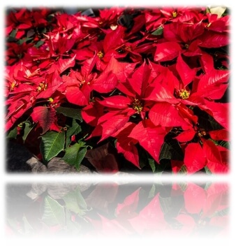포인세티아