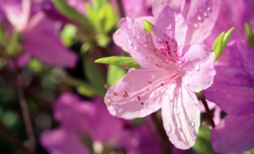 2025 군포 철쭉축제 교통 안내