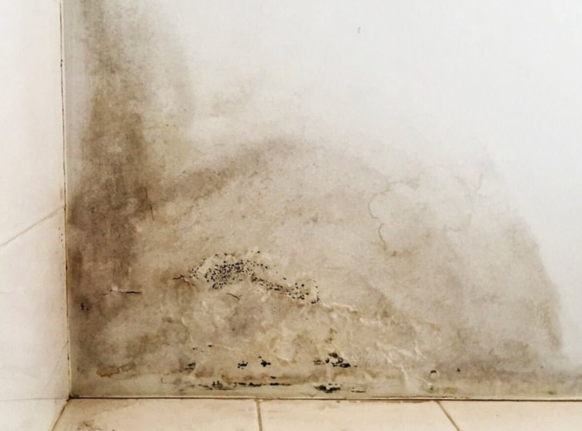 장마철 곰팡이, 지금 안 막으면 늦습니다 – 집안 습기 OUT 루틴 공개