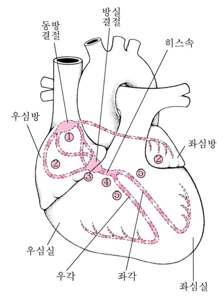 심장의 전기적 경로 추적