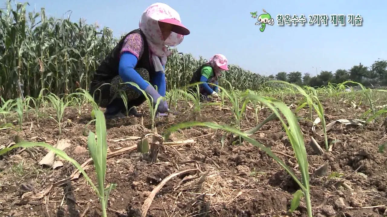 옥수수 재배 수분 수정 바람 피해 예방 거름 주기_2