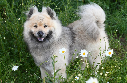 2025년 7월 개띠(생년별) 운세