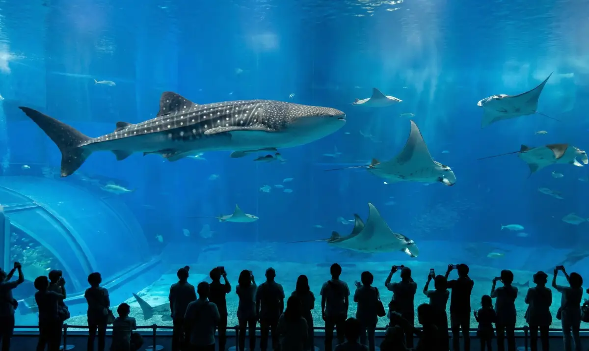 거대한 고래상어가 유영하는 오키나와 츄라우미 수족관의 쿠로시오 바다 수조