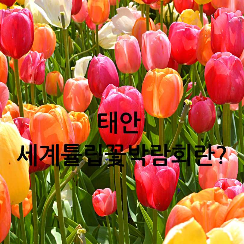 2025년 태안 세계튤립꽃박람회