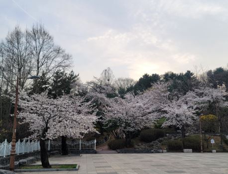 성남 벚꽃