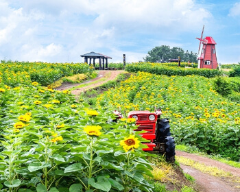강주 해바라기 축제_16