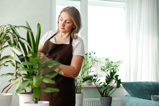 식물을 관리하고 있는 여자 사진