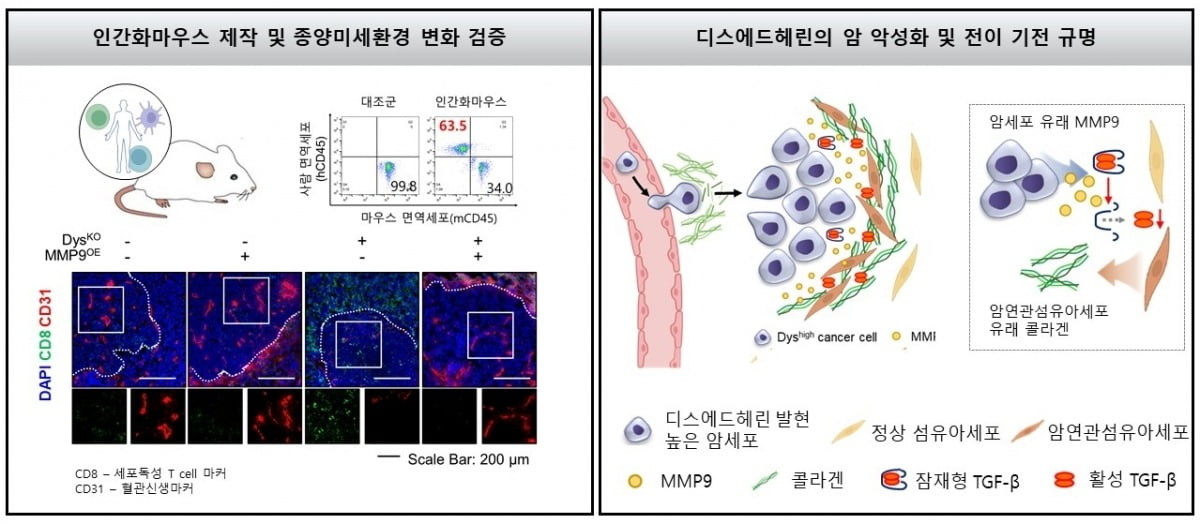 콜라겐과 암의 연관성, 콜라겐 암 유발