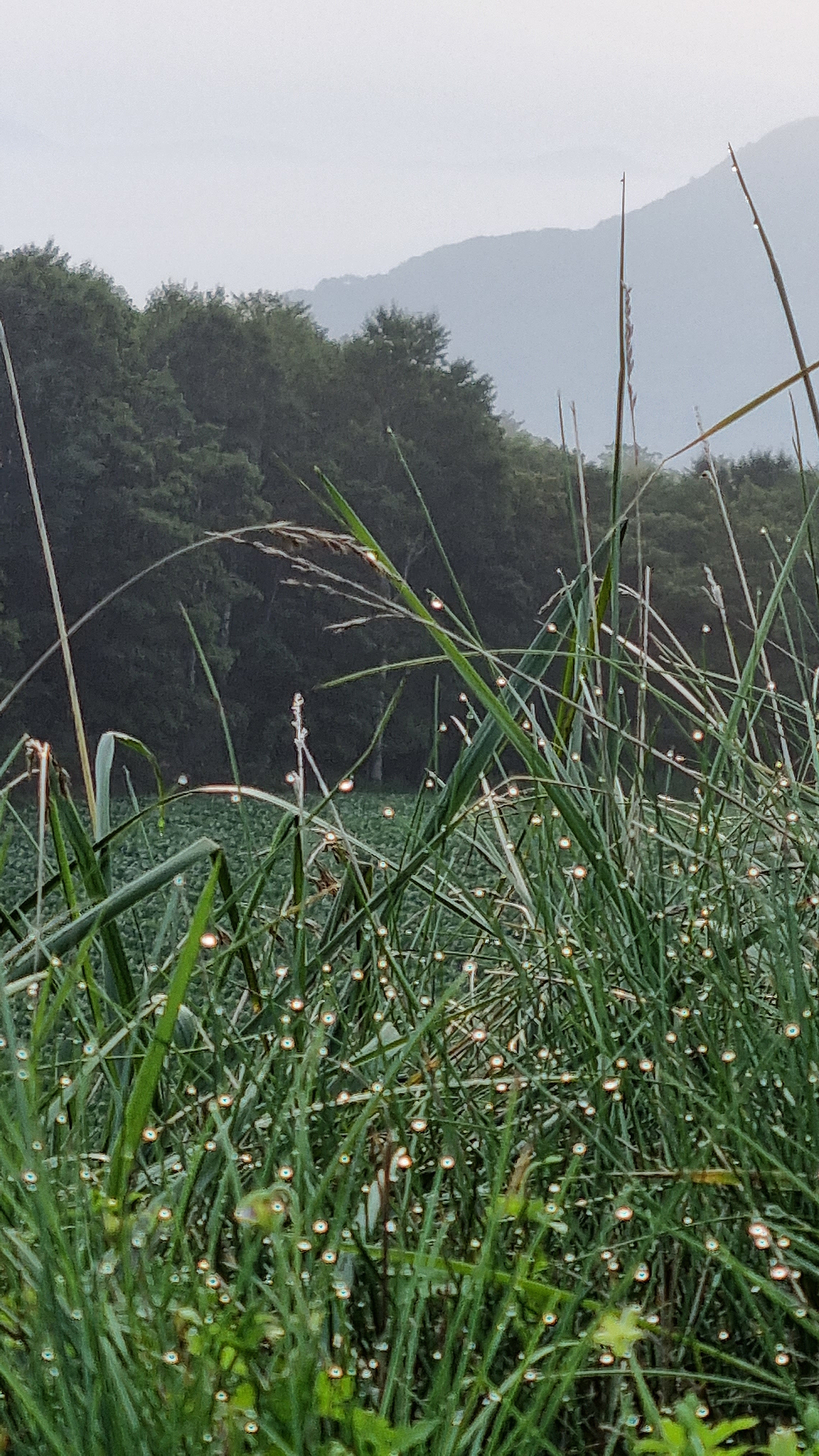 새벽의_안반데기