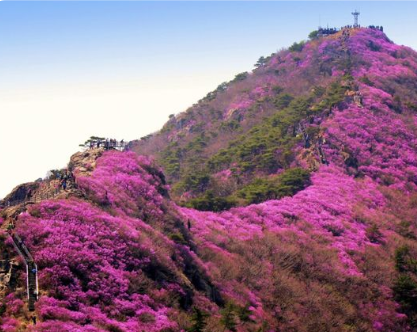 봄꽃 보기 좋은 곳 전국 명소 추천