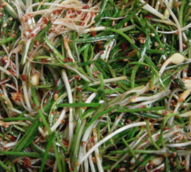 달래 효능 부작용 뿌리 고르는법