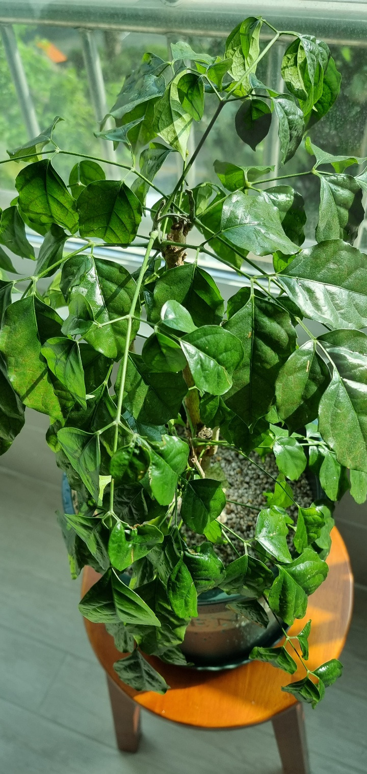 분갈이 전 시든 녹보수