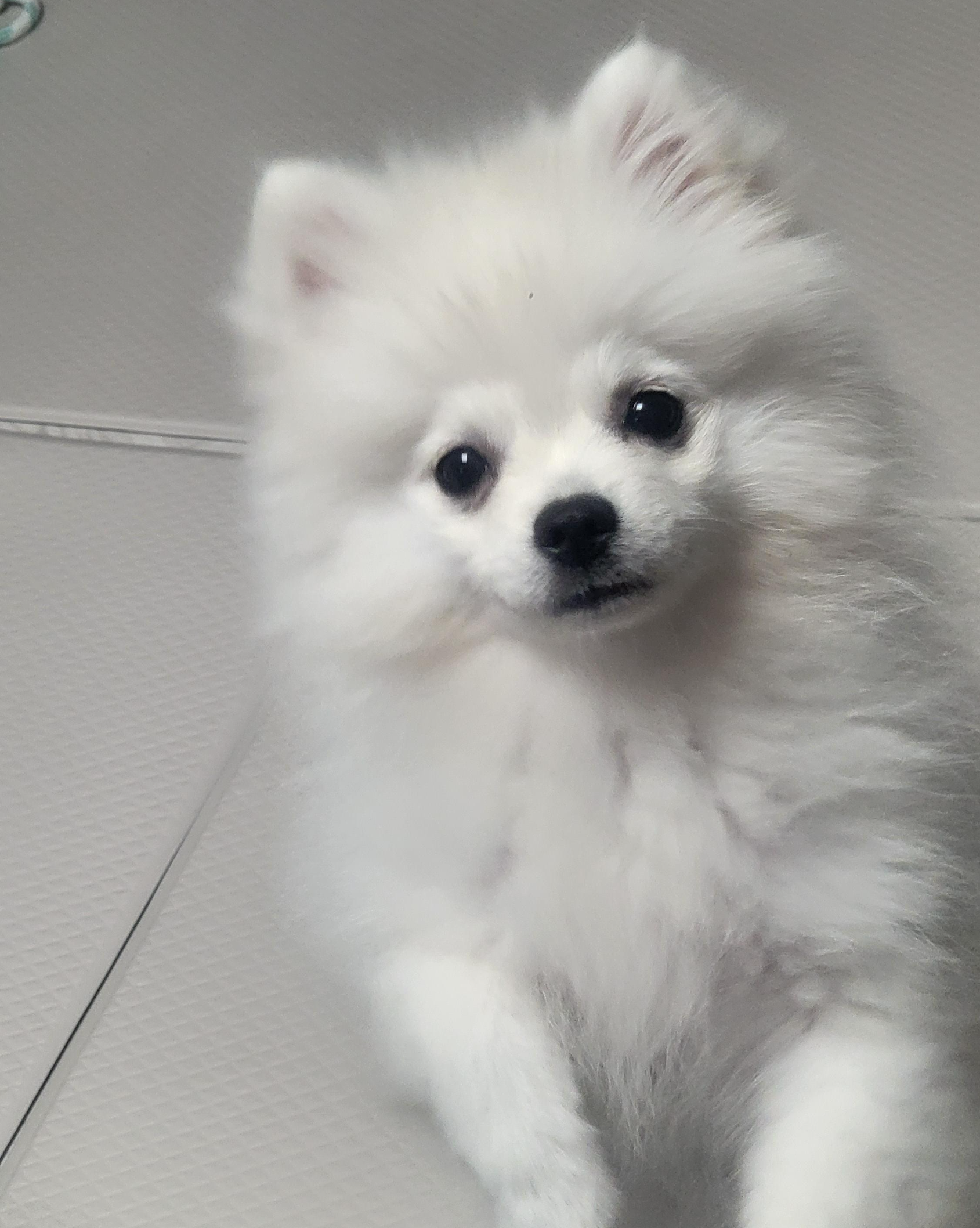 원숭이 시기 하콩