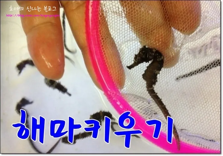 해마 키우기 출산징후 수명 물갈이법 먹이 횟수 물온도_7