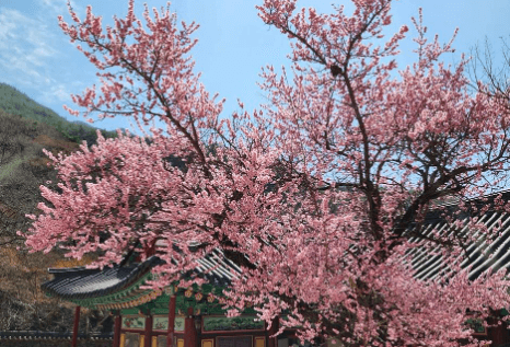 매화 축제 일정