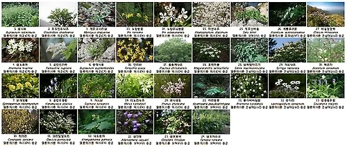 우리나라 특산식물 댕강나무와 댕강나무 꽃말 꽃댕강나무_1