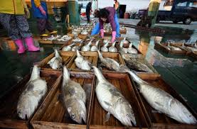 제 16회 거제 대구 수산물 축제