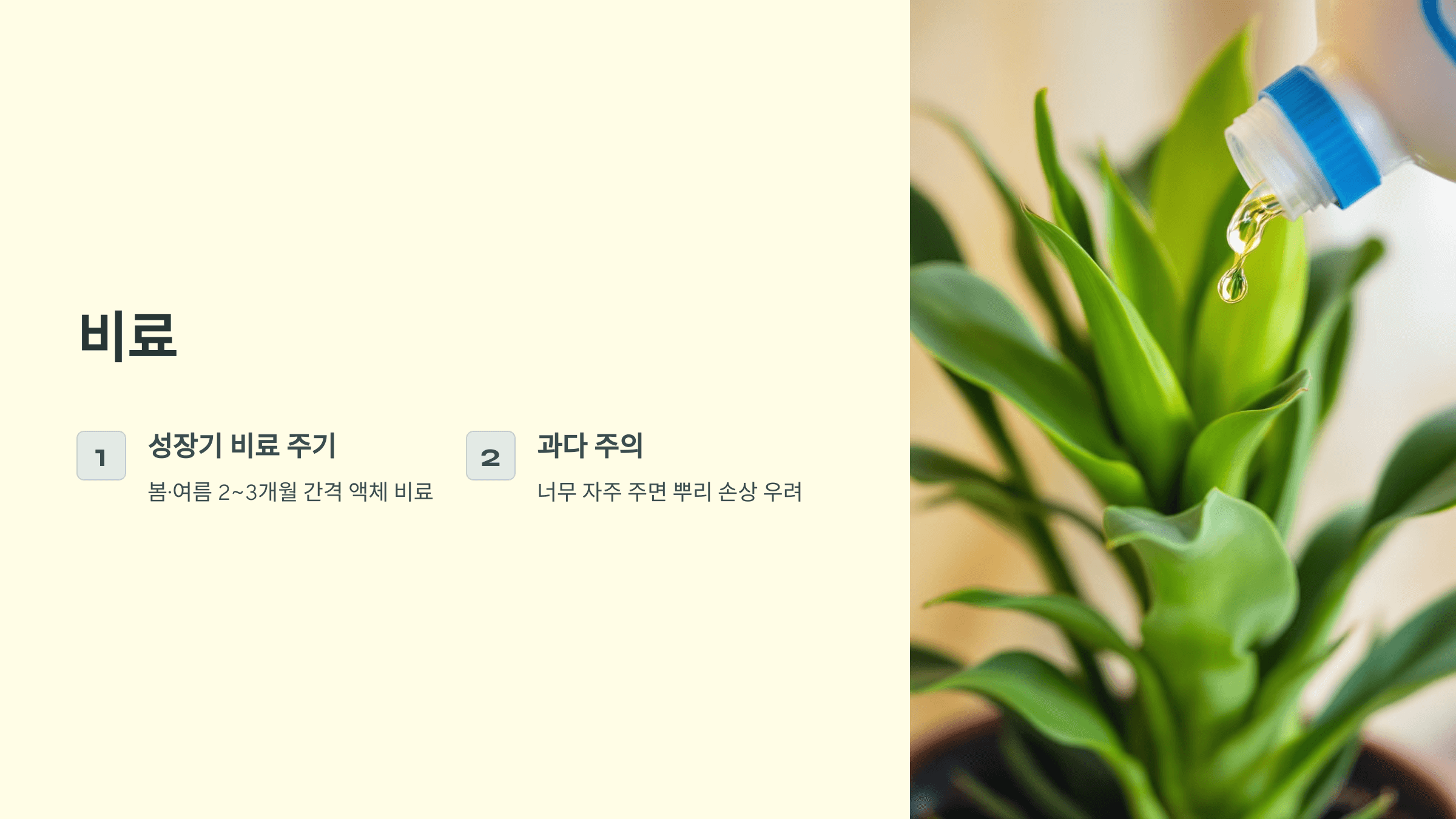 행운목과 관련된 사진입니다.