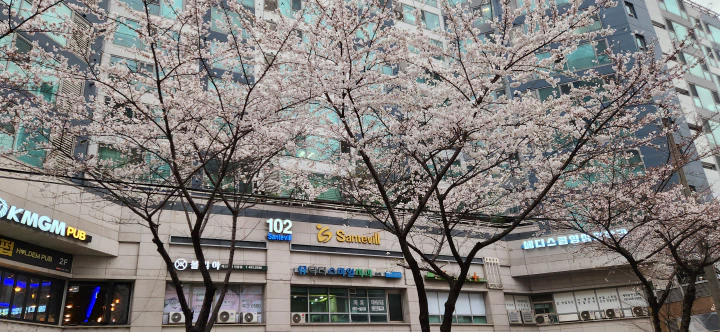 벚꽃이 만발한 가락시장역 맛집 거리