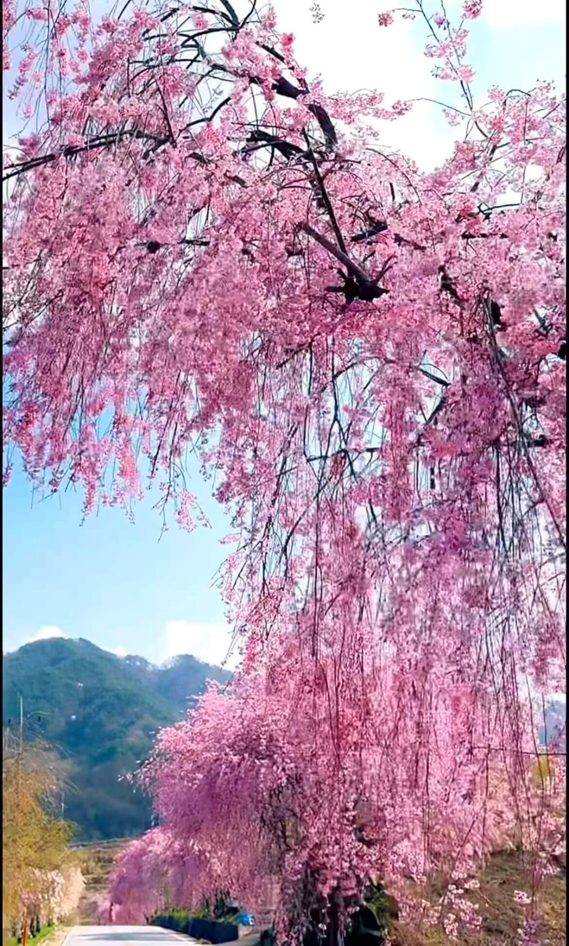 거창 병곡마을 수양벚꽃 주차 완벽 가이드 관련사진