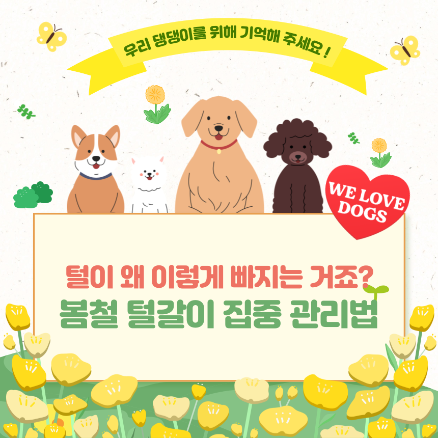 봄철 털갈이 집중 관리법