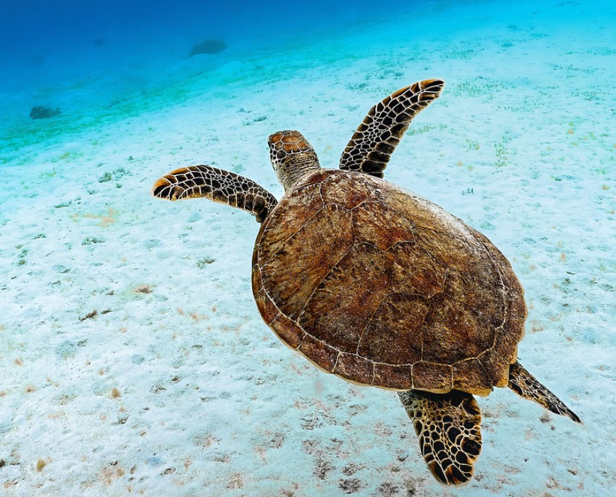 탄소세’처럼 ‘생태세’ 도입이 가능할까? – 멸종위기 동물을 보호하는 세금 모델