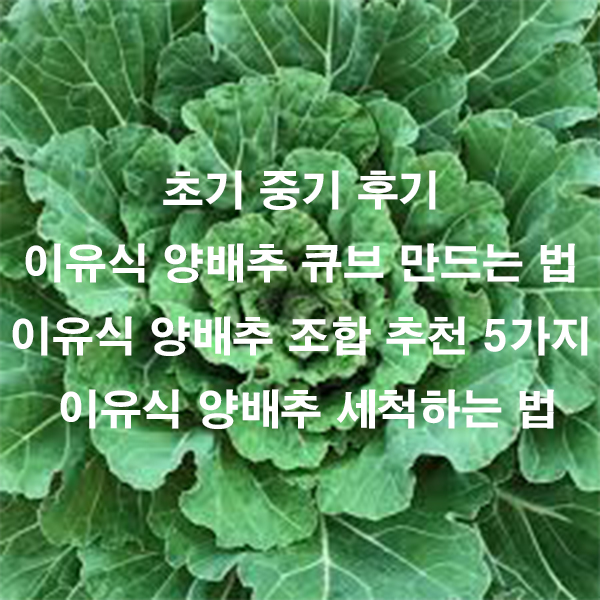 초기 중기 후기 이유식 양배추 큐브 만드는 법 이유식 양배추 조합 추천 5가지 이유식 양배추 세척하는 법