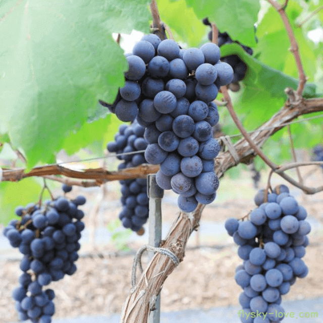 노화 예방에 좋은 머루