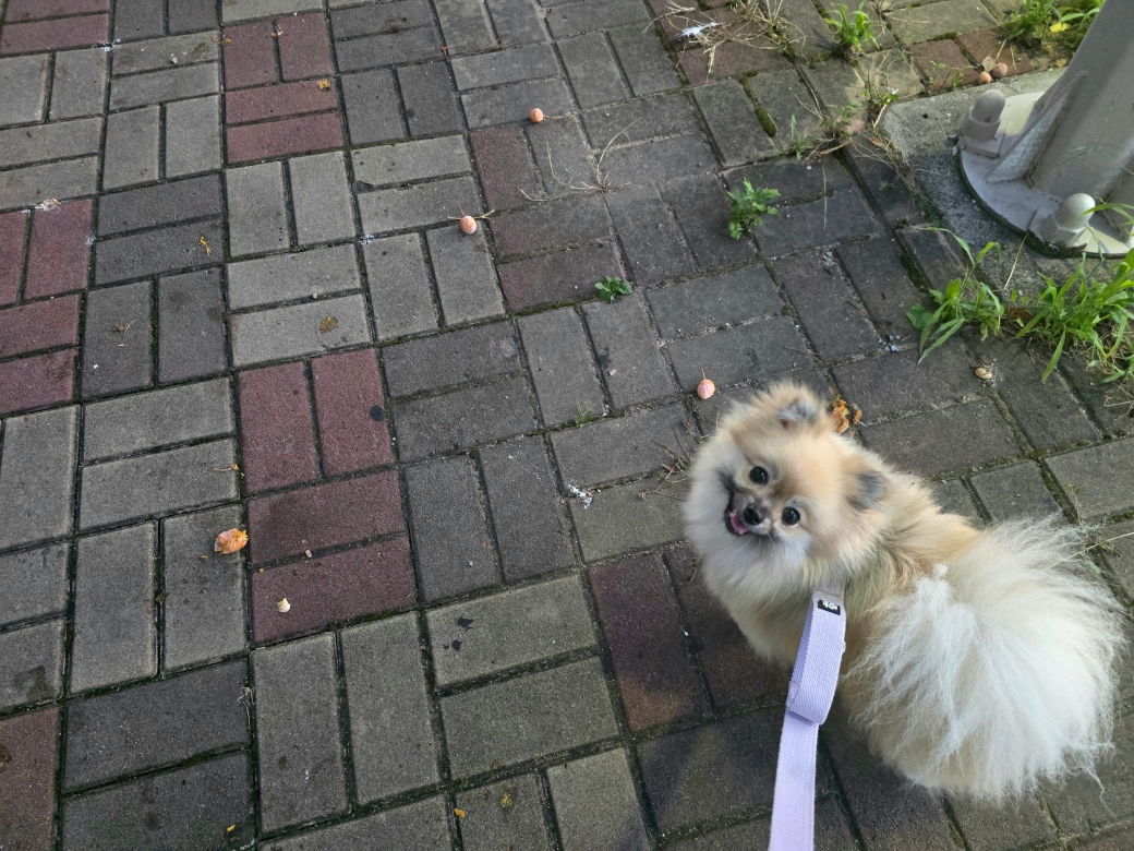 강아지 은행 밟아도 될까